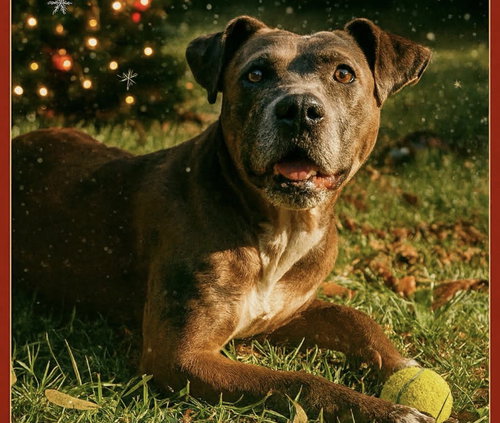 picture of the dog needing adoption