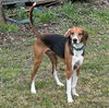 adoptable Dog in semmes, AL named Tom