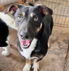 adoptable Dog in  named Bear