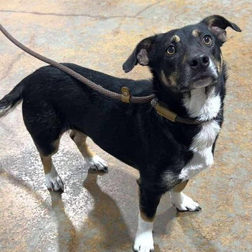 picture of the dog needing adoption