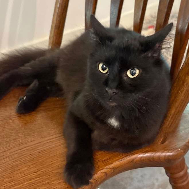 adoptable Cat in Semmes, AL named Ghost aka Scarlett
