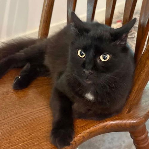 picture of the cat needing adoption