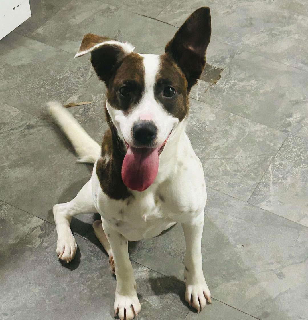 adoptable Dog in Semmes, AL named Dolly