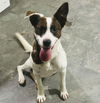 adoptable Dog in semmes, AL named Dolly