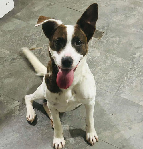 picture of the dog needing adoption