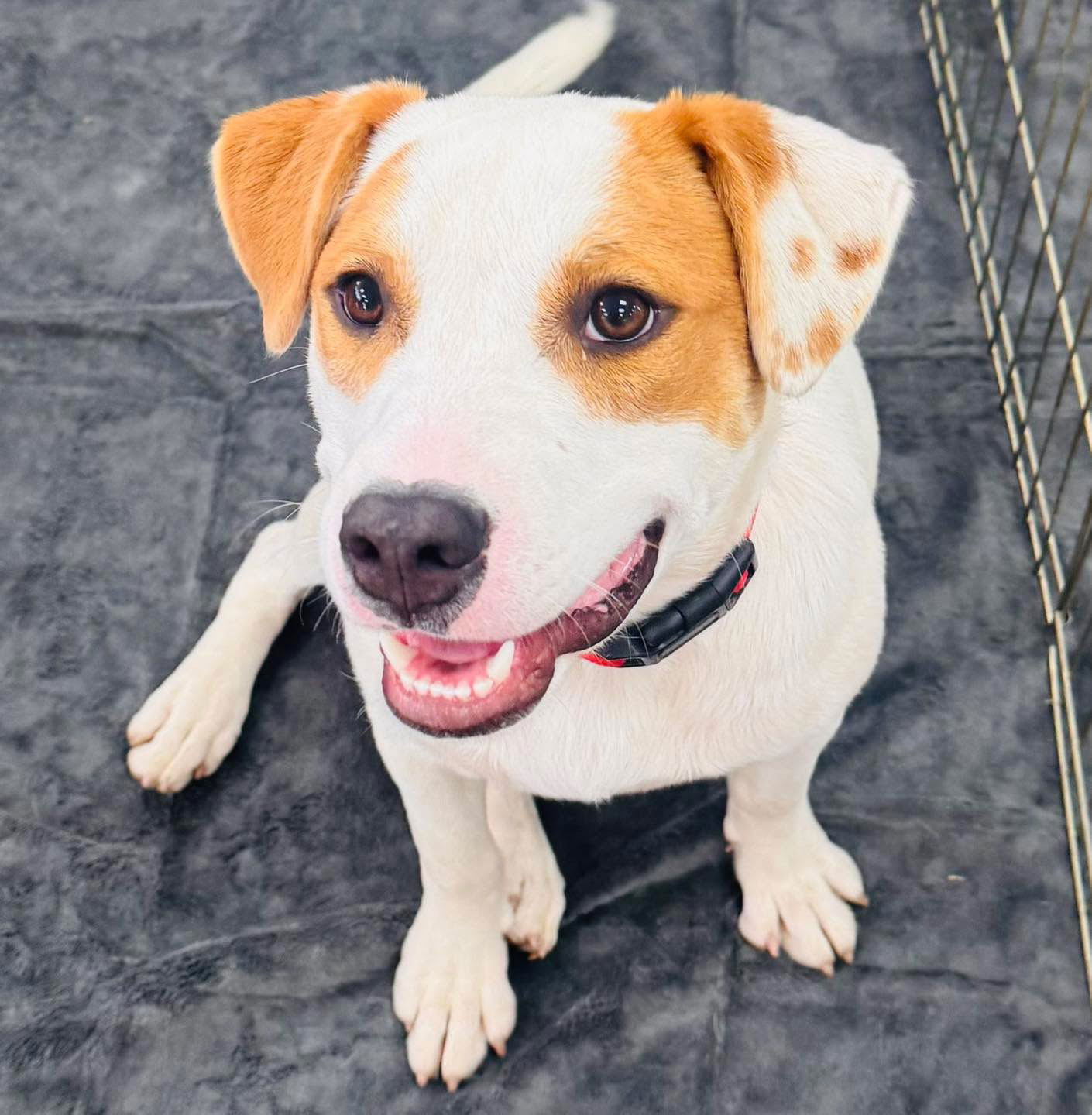 adoptable Dog in Semmes, AL named Codie