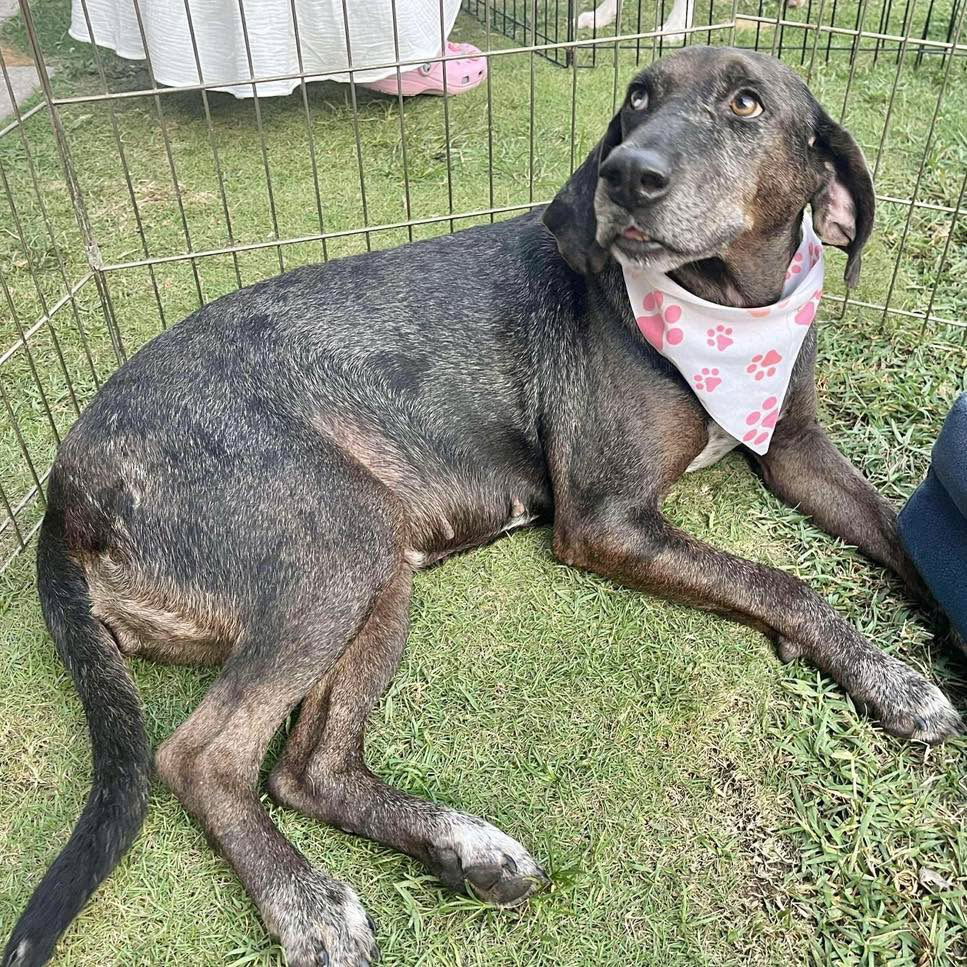 adoptable Dog in Semmes, AL named Brandy