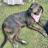 adoptable Dog in semmes, AL named Brandy
