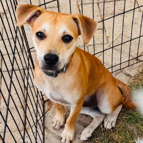 adoptable Dog in Semmes, AL named Rikki