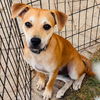 adoptable Dog in semmes, AL named Rikki
