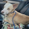 adoptable Dog in semmes, AL named Rocco