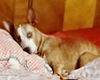 adoptable Dog in semmes, AL named Cici