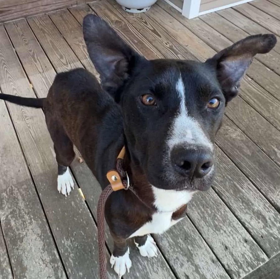 Pepper
