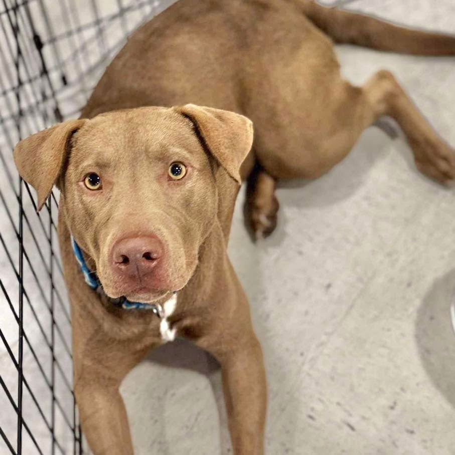 adoptable Dog in Semmes, AL named Case