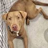 adoptable Dog in semmes, AL named Case