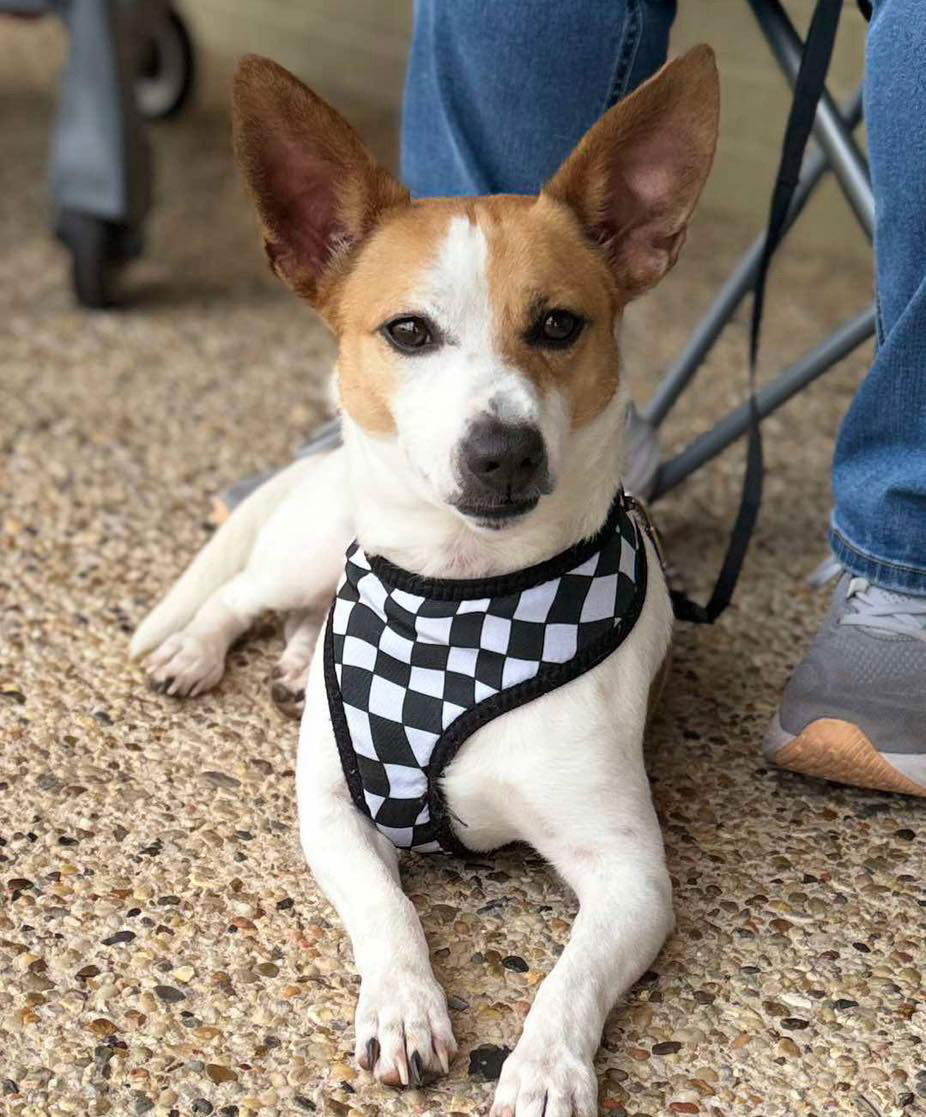 adoptable Dog in Semmes, AL named Tyler