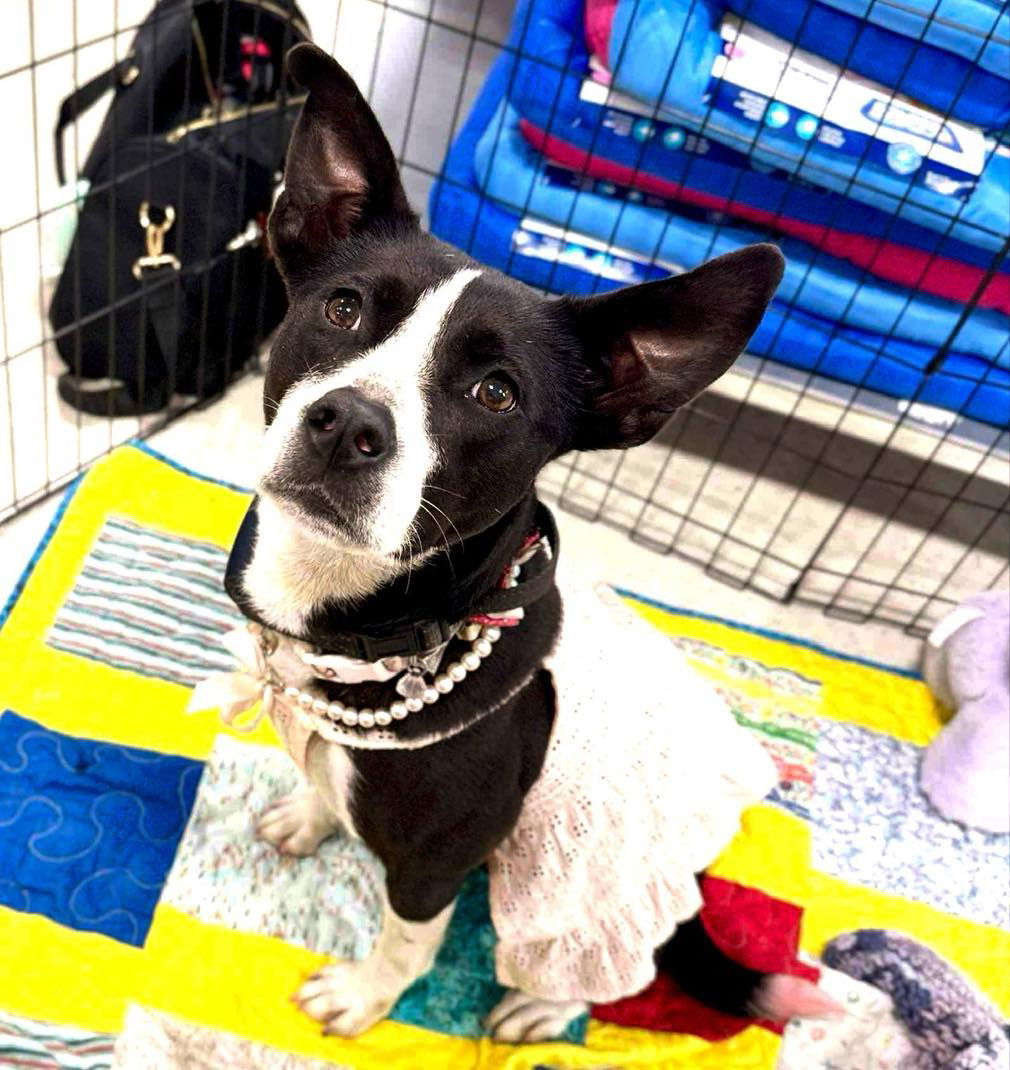 adoptable Dog in Semmes, AL named Roxie