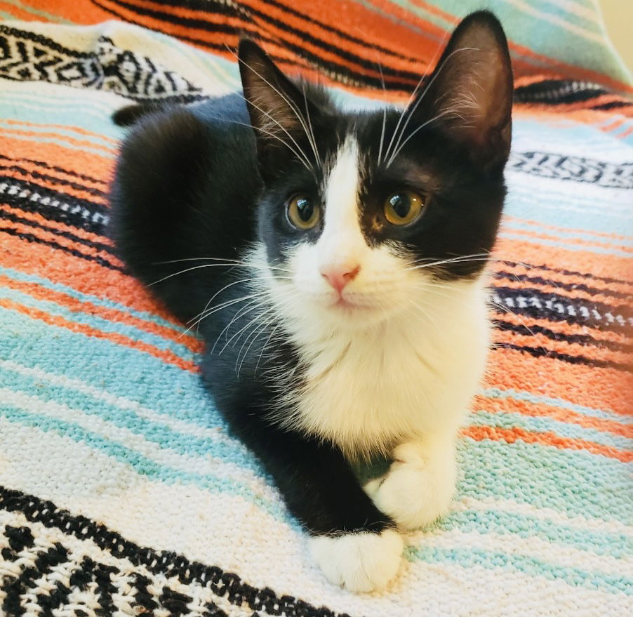 adoptable Cat in Semmes, AL named Winnie