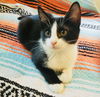 adoptable Cat in semmes, AL named Winnie