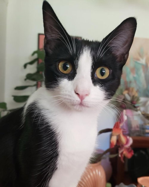 picture of the cat needing adoption