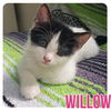 adoptable Cat in semmes, AL named Willow