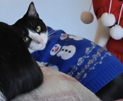 picture of the cat needing adoption