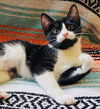 adoptable Cat in semmes, AL named Wednesday