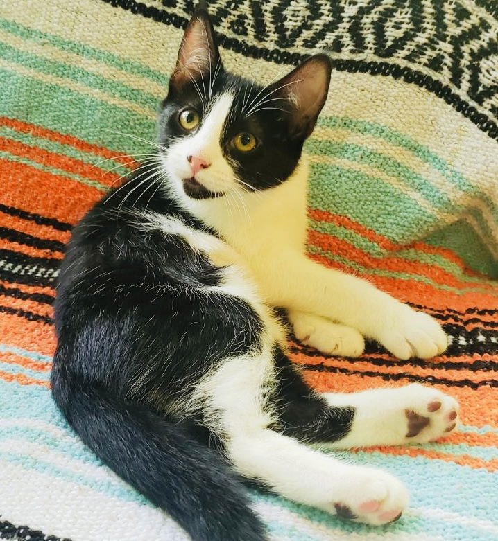 adoptable Cat in Semmes, AL named Wren