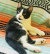 adoptable Cat in semmes, AL named Wren