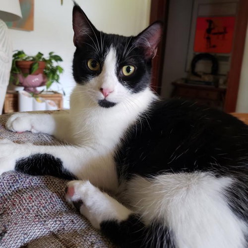 picture of the cat needing adoption