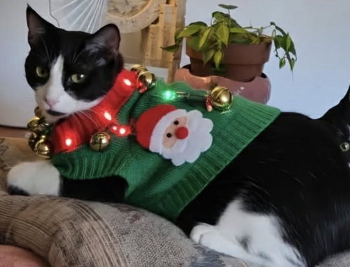 picture of the cat needing adoption
