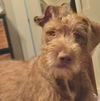 adoptable Dog in semmes, AL named Little Girl