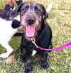adoptable Dog in semmes, AL named Wanderer