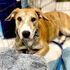 adoptable Dog in semmes, AL named Finn