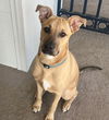 adoptable Dog in semmes, AL named Oliver aka Ollie