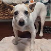 adoptable Dog in semmes, AL named Elmo