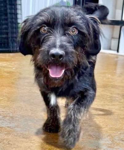 Nigel, a dog for adoption from Wags and Whiskers Animal Rescue League