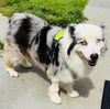 adoptable Dog in semmes, AL named Patches