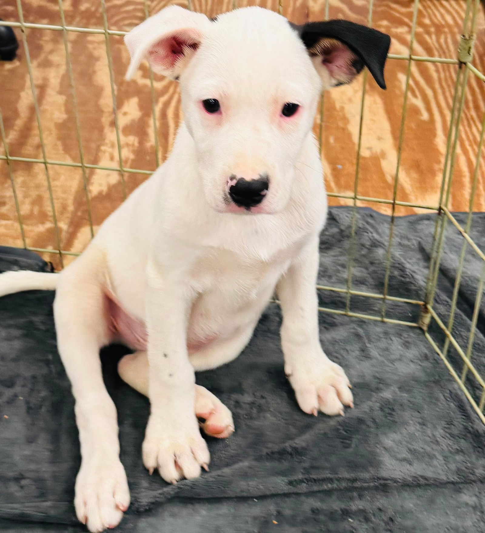 adoptable Dog in Semmes, AL named Ozzie