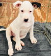 adoptable Dog in semmes, AL named Ozzie