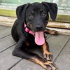 adoptable Dog in Semmes, AL named Arya