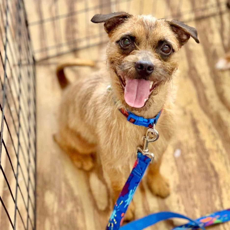 adoptable Dog in Semmes, AL named Brownie