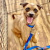 adoptable Dog in semmes, AL named Brownie