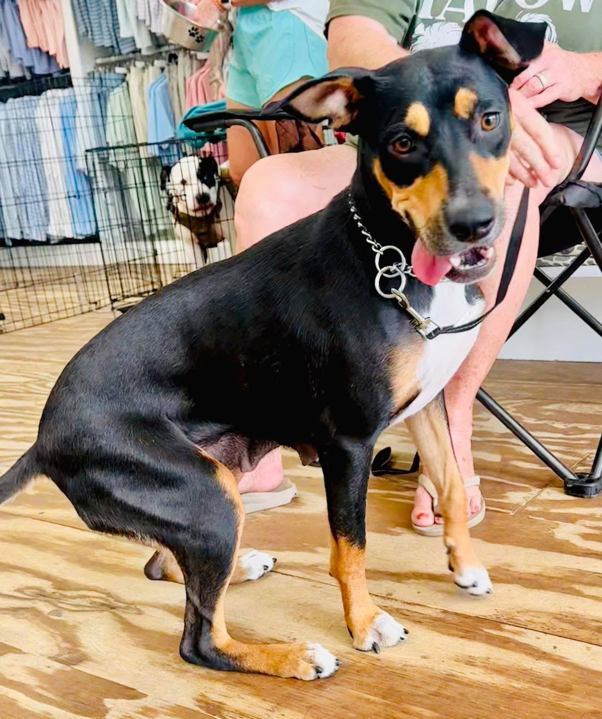 adoptable Dog in Semmes, AL named Puff