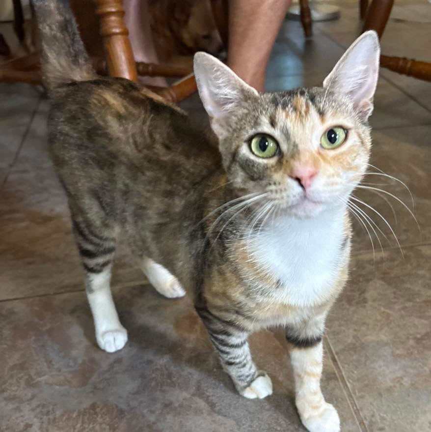 adoptable Cat in Semmes, AL named Queso