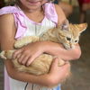 adoptable Cat in semmes, AL named Chip