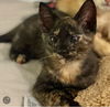 adoptable Cat in semmes, AL named Salsa