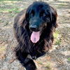 adoptable Dog in semmes, AL named Thanos