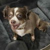 adoptable Dog in semmes, AL named Milone