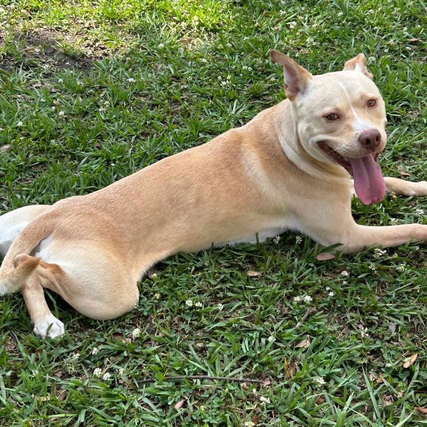 adoptable Dog in Semmes, AL named Chicken Nugget